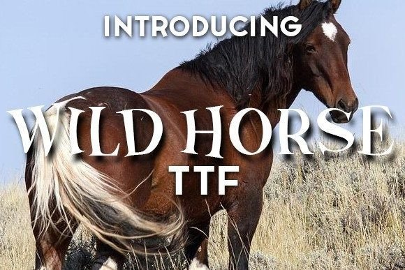 Wild Horse: A Playful Display Font That Lifts Your Brand